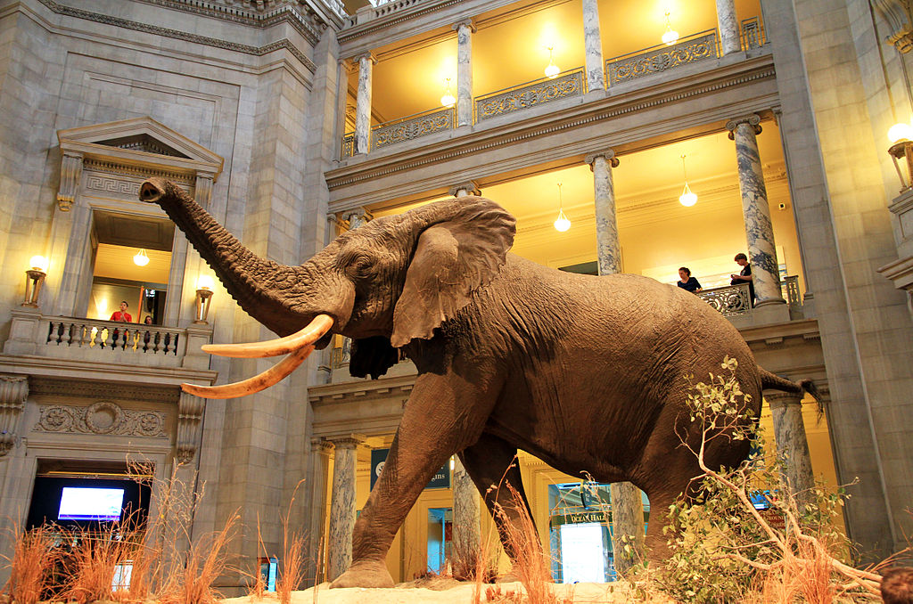 1024px-USA-National_Museum_of_Natural_History0